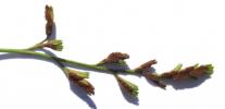 Doradille de Breyne, Doradille à feuilles alternes Asplenium x alternifolium Wulfen, 1781