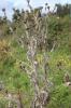 Onopordon d'Illyrie Onopordum illyricum L., 1753
