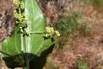  Dioscorea L., 1753 [nom. & typ. cons.]
