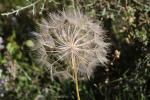 Salsifis à feuilles de poireau, Salsifis blanc, Sa Tragopogon porrifolius L., 1753