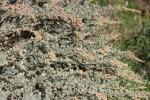 Halime, Arroche halime Atriplex halimus L., 1753