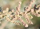 Halime, Arroche halime Atriplex halimus L., 1753