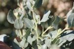 Halime, Arroche halime Atriplex halimus L., 1753