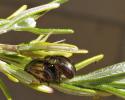 Chrysomèle du Romarin Chrysolina americana (Linnaeus, 1758)