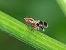  Tephritis formosa (Loew, 1844)