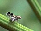  Tephritis formosa (Loew, 1844)