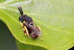 Brachymeria femorata (Panzer, 1801)