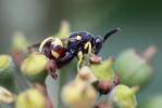  Brachymeria femorata (Panzer, 1801)