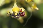  Brachymeria femorata (Panzer, 1801)