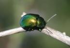  Chrysolina herbacea (Duftschmid, 1825)