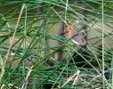 Rougegorge familier Erithacus rubecula (Linnaeus, 1758)