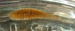  Glossiphoniidae (Vaillant, 1890. Revised)