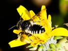  Megachile octosignata Nylander, 1852