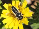  Megachile octosignata Nylander, 1852