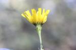 Épervière de Savoie Hieracium sabaudum L., 1753