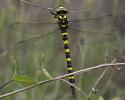 Cordulégastre annelé (Le) Cordulegaster boltonii (Donovan, 1807)