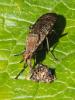  Euthycera cribrata (Rondani, 1868)