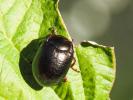 Chrysolina bankii (Fabricius, 1775)