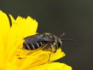  Halictus Latreille, 1804
