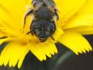 Halictus Latreille, 1804