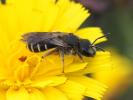  Halictus Latreille, 1804