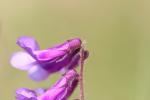 Vesce velue, Vesce des sables Vicia villosa Roth, 1793