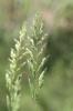 Baldingère faux-roseau, Fromenteau Phalaris arundinacea L., 1753