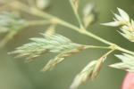 Baldingère faux-roseau, Fromenteau Phalaris arundinacea L., 1753