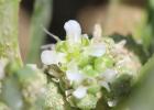 Corne-de-cerf didyme Lepidium didymum L., 1767