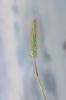 Orge maritime, Orge marine Hordeum marinum Huds., 1778