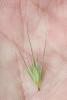 Orge maritime, Orge marine Hordeum marinum Huds., 1778