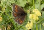 Moiré lancéolé (Le), Satyre Céto (Le) Erebia alberganus (Prunner, 1798)