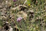 Petit apollon Parnassius corybas Fischer de Waldheim, 1823