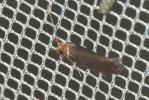  Cephimallota crassiflavella Bruand, 1851