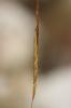 Herbe barbue, Andropogon, Hétéropogon contourné Heteropogon contortus (L.) P.Beauv. ex Roem. & Schult., 1817