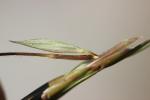 Herbe barbue, Andropogon, Hétéropogon contourné Heteropogon contortus (L.) P.Beauv. ex Roem. & Schult., 1817