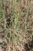 Herbe barbue, Andropogon, Hétéropogon contourné Heteropogon contortus (L.) P.Beauv. ex Roem. & Schult., 1817