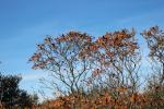 Sumac des corroyeurs, Vinaigrier Rhus coriaria L., 1753