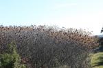 Sumac des corroyeurs, Vinaigrier Rhus coriaria L., 1753
