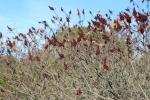 Sumac des corroyeurs, Vinaigrier Rhus coriaria L., 1753