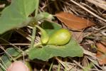 Aristoloche à nervures peu nombreuses, Aristoloche Aristolochia paucinervis Pomel, 1874