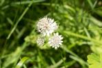 Grande Astrance, Grande Radiaire Astrantia major L., 1753