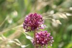 Poireau, Ail poireau Allium porrum L., 1753