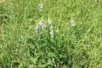 Lilas d'Espagne, Sainfoin d'Espagne, Rue de chèvre Galega officinalis L., 1753