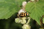  Leptura quadrifasciata Linnaeus, 1758