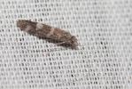  Athripsodes cinereus (Curtis, 1834)