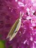  Pleurota aristella (Linnaeus, 1767)