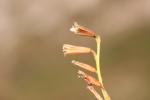 Dipcadi tardif Dipcadi serotinum (L.) Medik., 1790