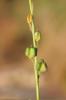 Dipcadi tardif Dipcadi serotinum (L.) Medik., 1790