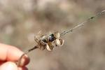 Dipcadi tardif Dipcadi serotinum (L.) Medik., 1790